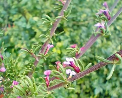 Muraltia dispersa