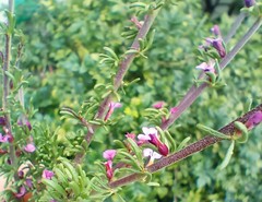 Muraltia dispersa