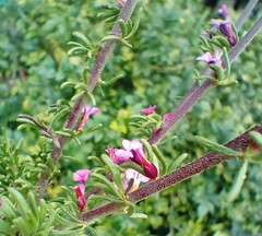 Muraltia dispersa