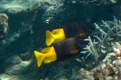 Siganus uspi