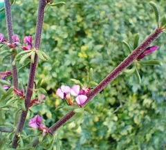 Muraltia dispersa