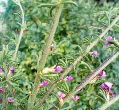 Muraltia dispersa