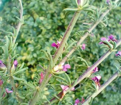 Muraltia dispersa