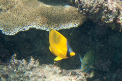Chaetodon semeion