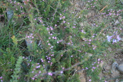 Muraltia dispersa