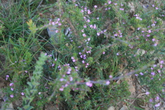 Muraltia dispersa