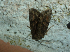Dryobotodes tenebrosa