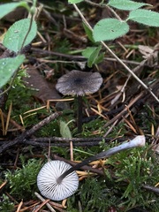 Entoloma largentii