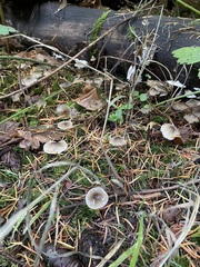 Mycena quiniaultensis
