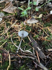 Mycena quiniaultensis