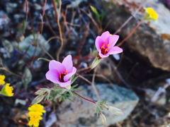 Leptosiphon ambiguus