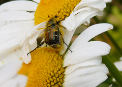 Trichiotinus piger