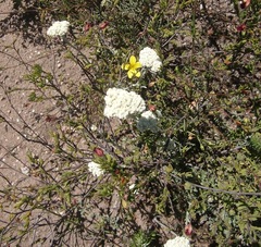 Helichrysum crispum