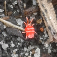 Platytrombidium