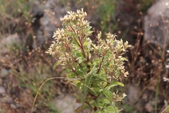 Chromolaena pulchella