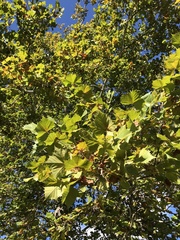 Platanus occidentalis