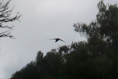 Plain Swift (Apus unicolor), photo 6