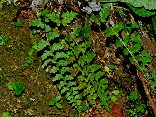 Athyrium anisopterum (Athyrium anisopterum)