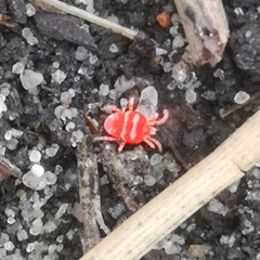 Platytrombidium