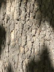 Platanus occidentalis