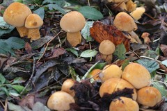 Cystoderma aureum