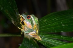 Agalychnis