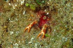 Trapezionida olivarae