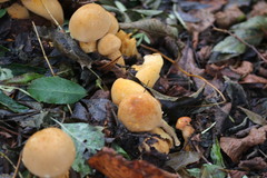 Cystoderma aureum