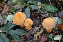 Cystoderma aureum
