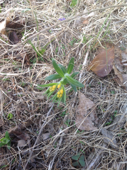 Lithospermum canescens