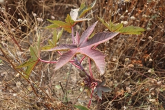 Ricinus communis