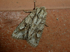 Meganephria bimaculosa