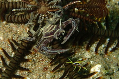 Harrovia elegans