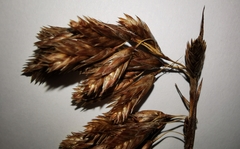 Thamnochortus insignis