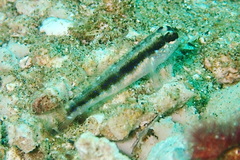 Asterropteryx striata