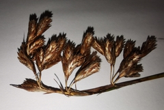 Thamnochortus insignis