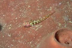 Eviota pictifacies