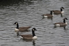 Branta canadensis