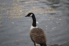 Branta canadensis