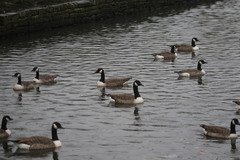 Branta canadensis