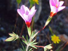 Leptosiphon ambiguus