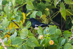 Copsychus saularis