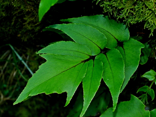 Cyrtomium caryotideum