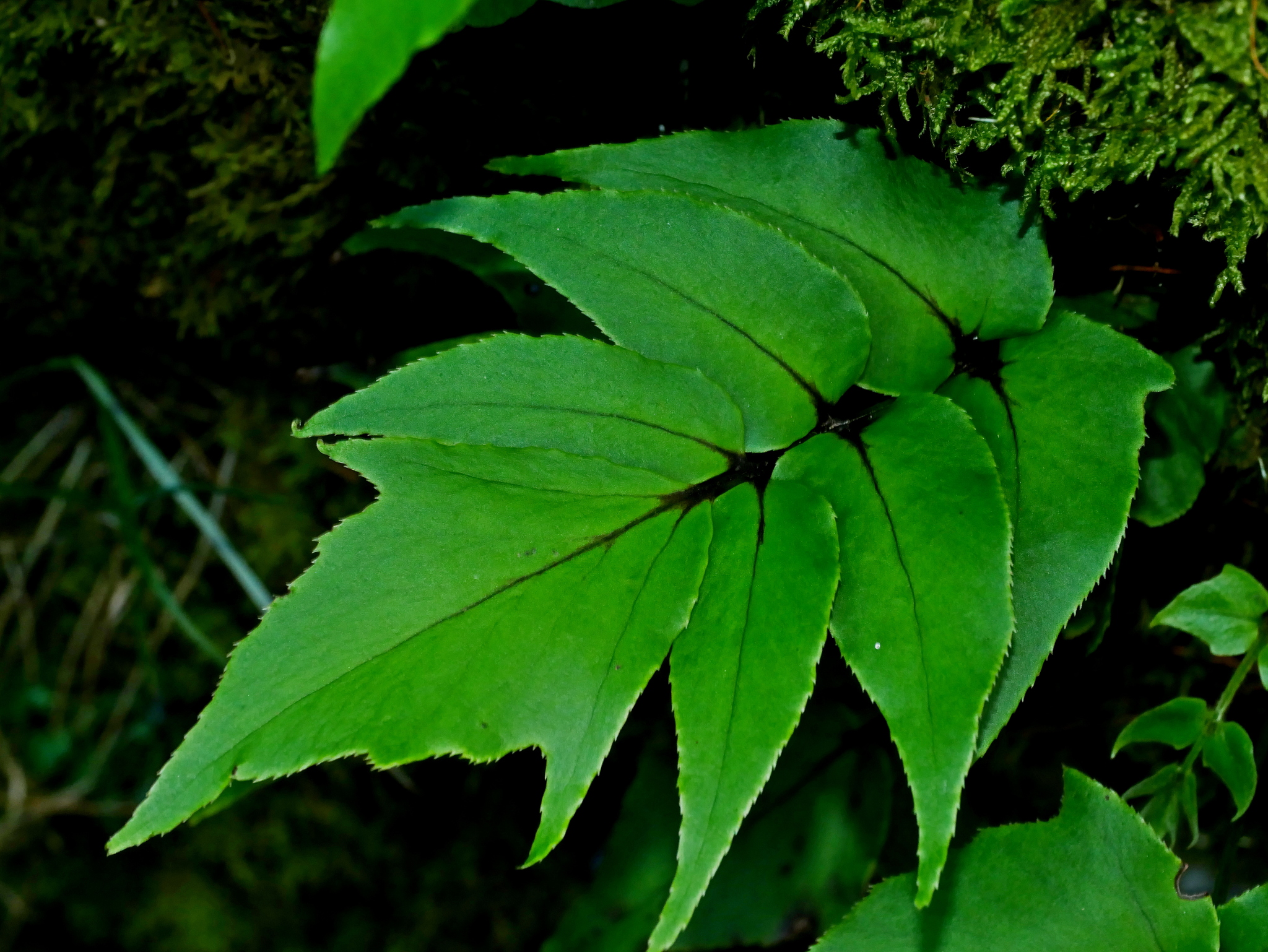 Cyrtomium caryotideum