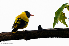 Oriolus xanthornus