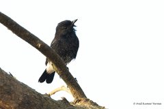 Saxicola caprata