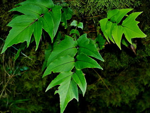 Image of Cyrtomium caryotideum by (c) Jacy Chen, some rights reserved (CC BY)