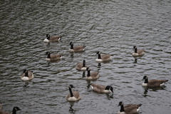 Branta canadensis