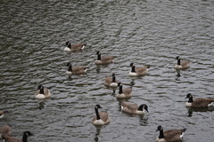 Branta canadensis