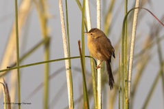 Prinia inornata